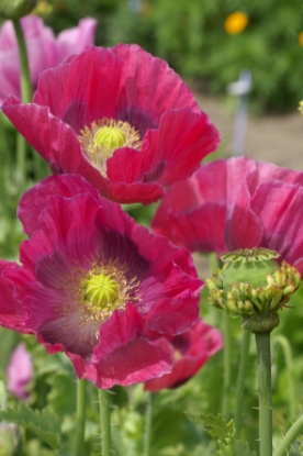 Picture of Papaver Somniferum - Hens And Chickens